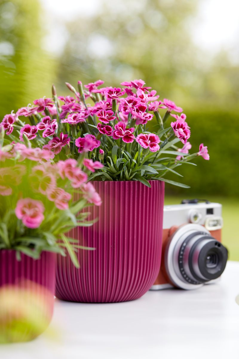 Picture Perfect Dianthus (2)