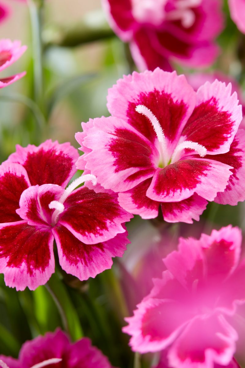 Picture Perfect Dianthus flower