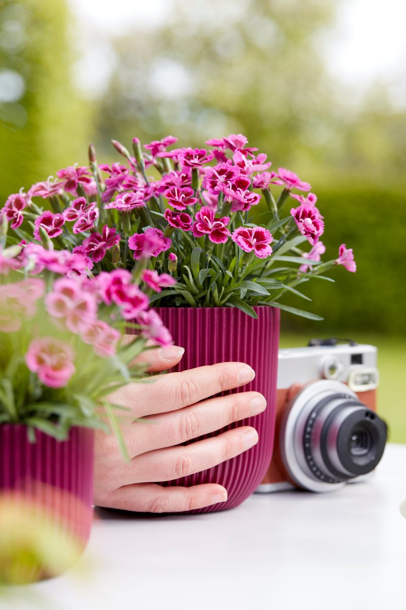 Picture Perfect Dianthus in pot