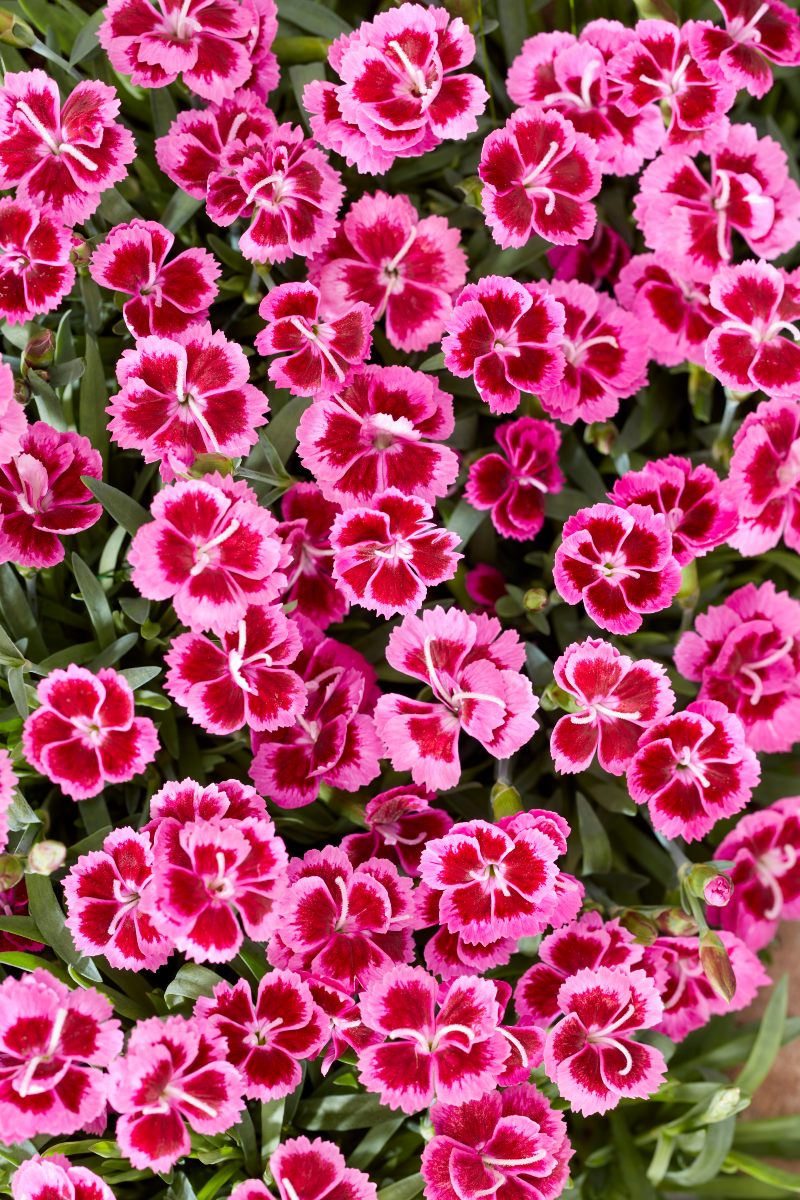 Picture Perfect Dianthus pattern