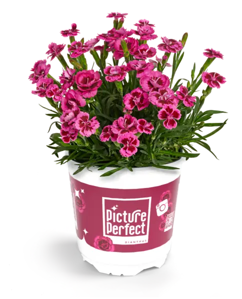 Picture Perfect Dianthus pot portrait header (1)