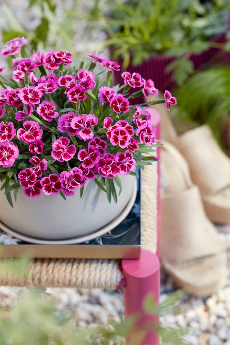 Picture Perfect Dianthus