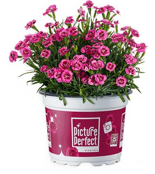 Hilverda Florist_Picture Perfect_pot_Mock-up 3D